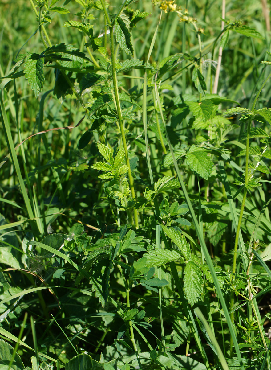 Image of Agrimonia eupatoria specimen.