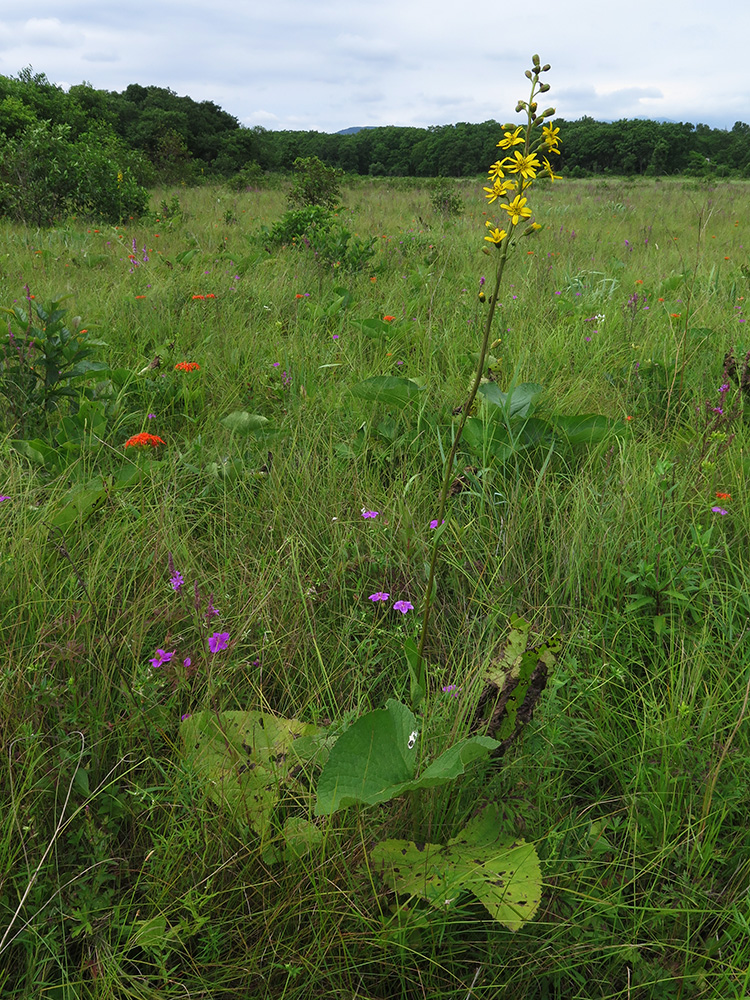 Image of Ligularia jaluensis specimen.