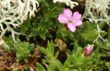Silene acaulis. Верхушки побегов с цветком. Мурманская обл., Кировский р-н, гора Кукисвумчорр. 11.08.2010.
