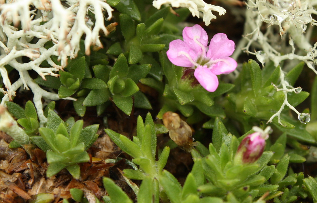 Изображение особи Silene acaulis.