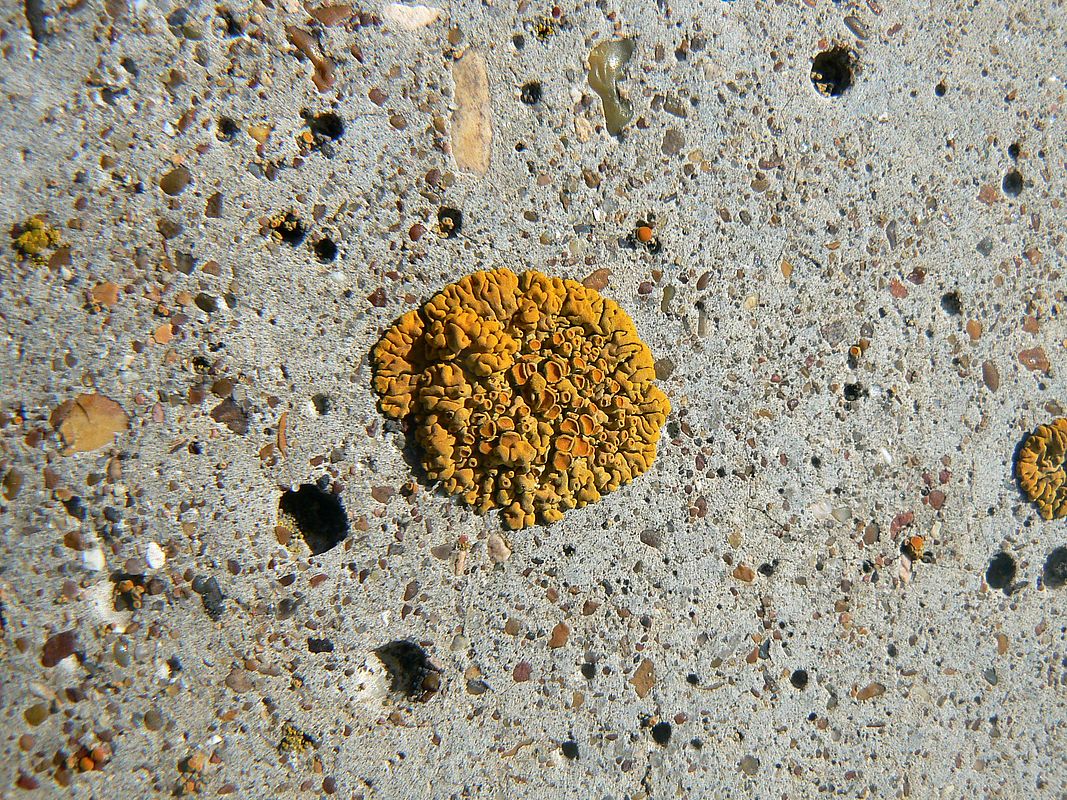 Image of genus Xanthoria specimen.