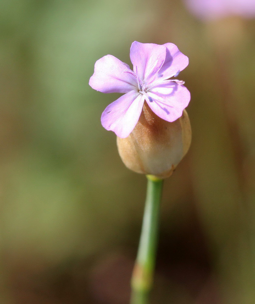 Image of Petrorhagia prolifera specimen.