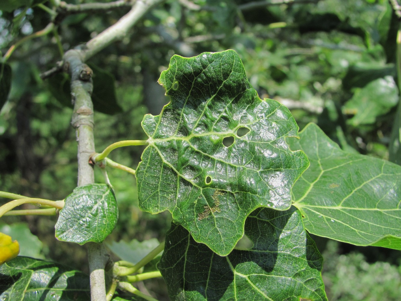 Image of Populus alba specimen.