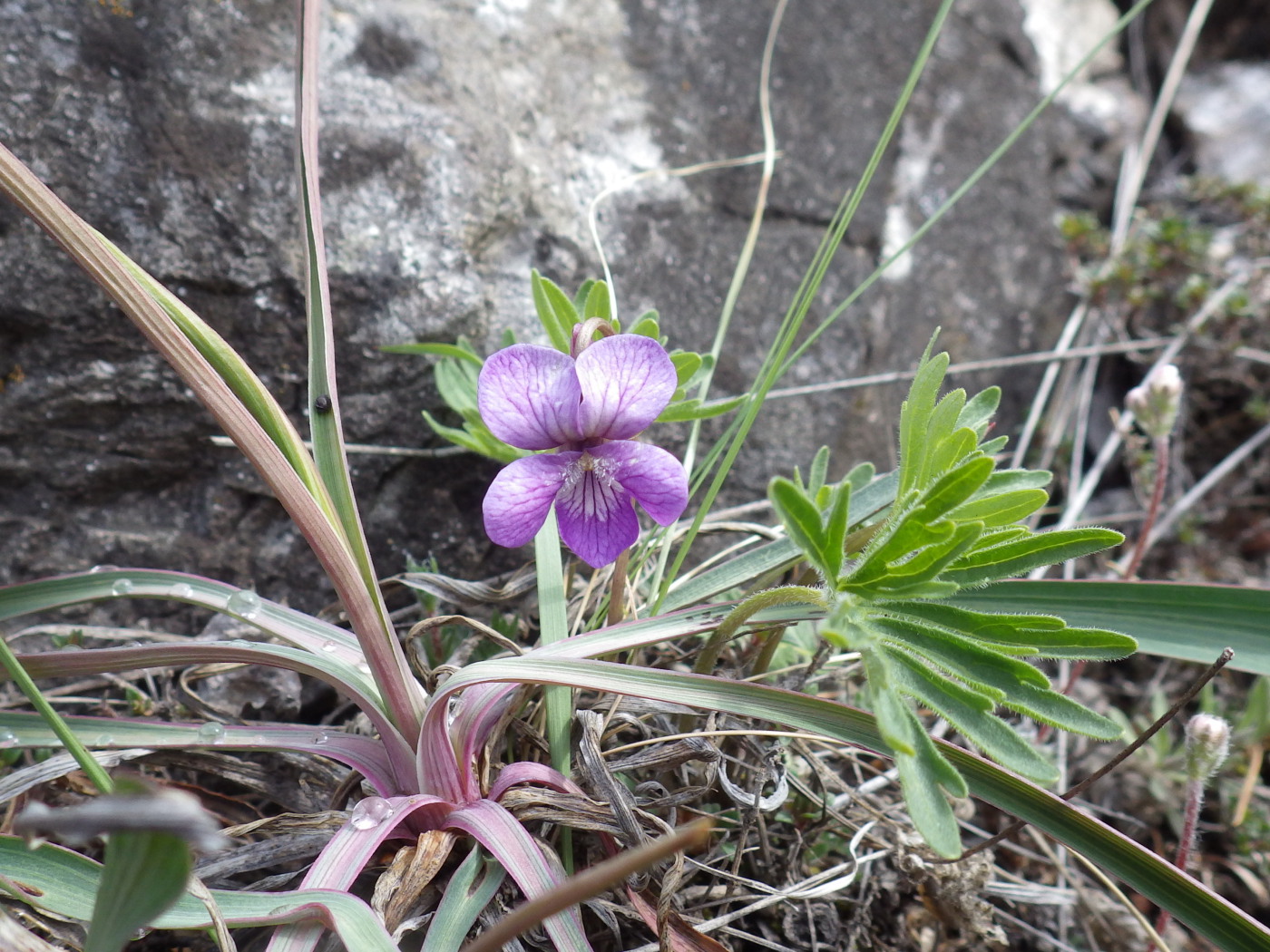 Image of Viola dissecta specimen.