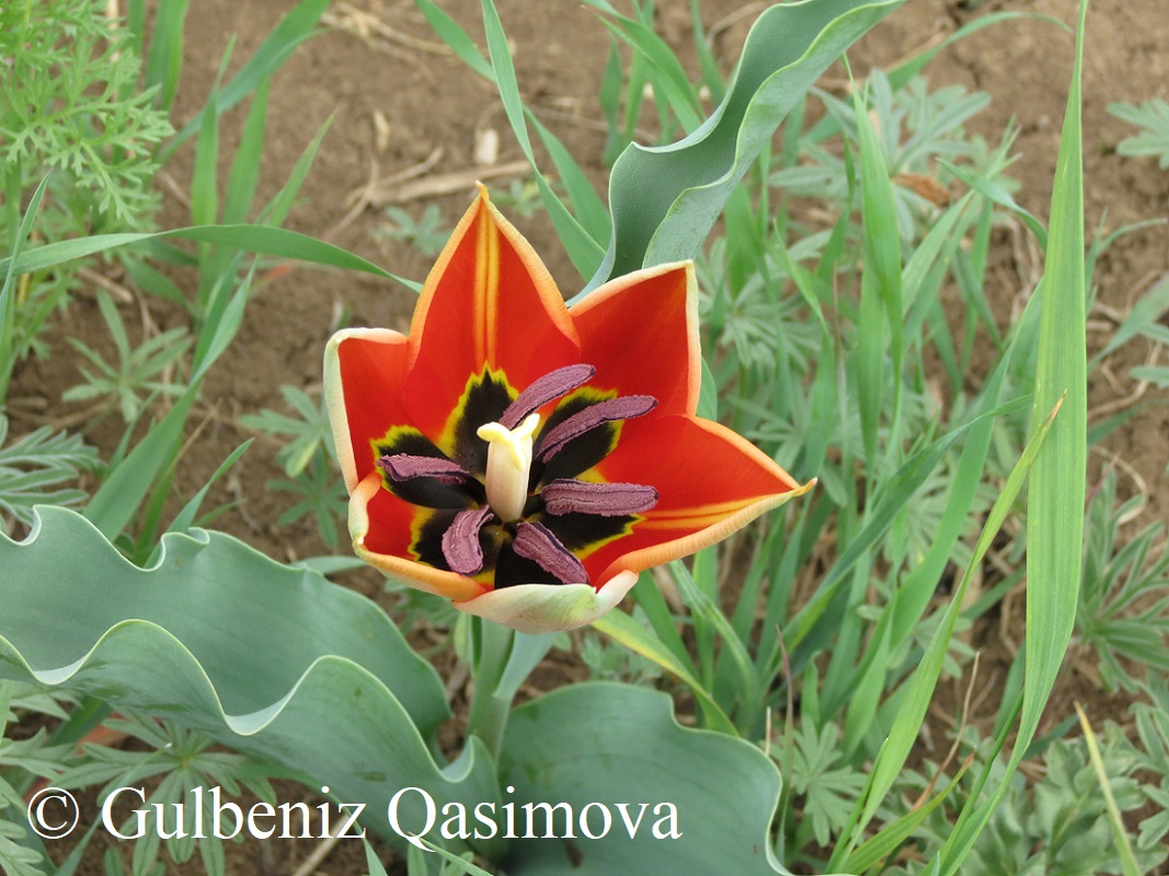 Изображение особи Tulipa eichleri.