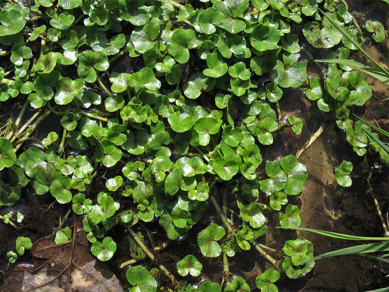 Изображение особи Ranunculus hederaceus.