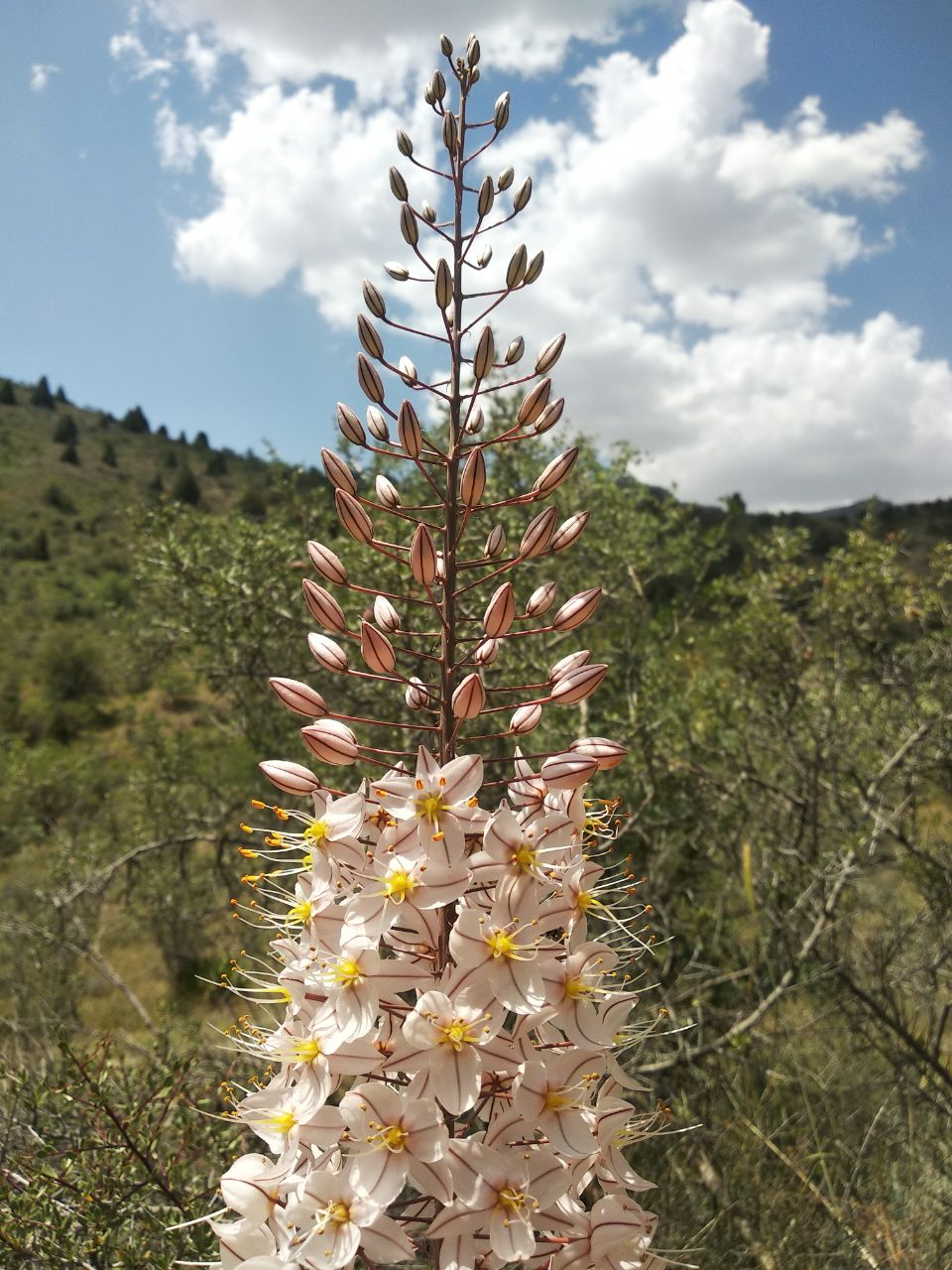 Изображение особи Eremurus olgae.