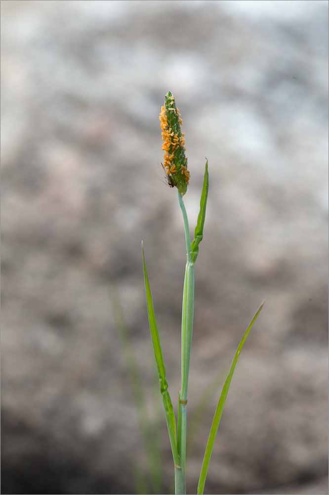 Image of Alopecurus aequalis specimen.