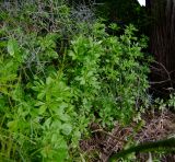 Galium aparine