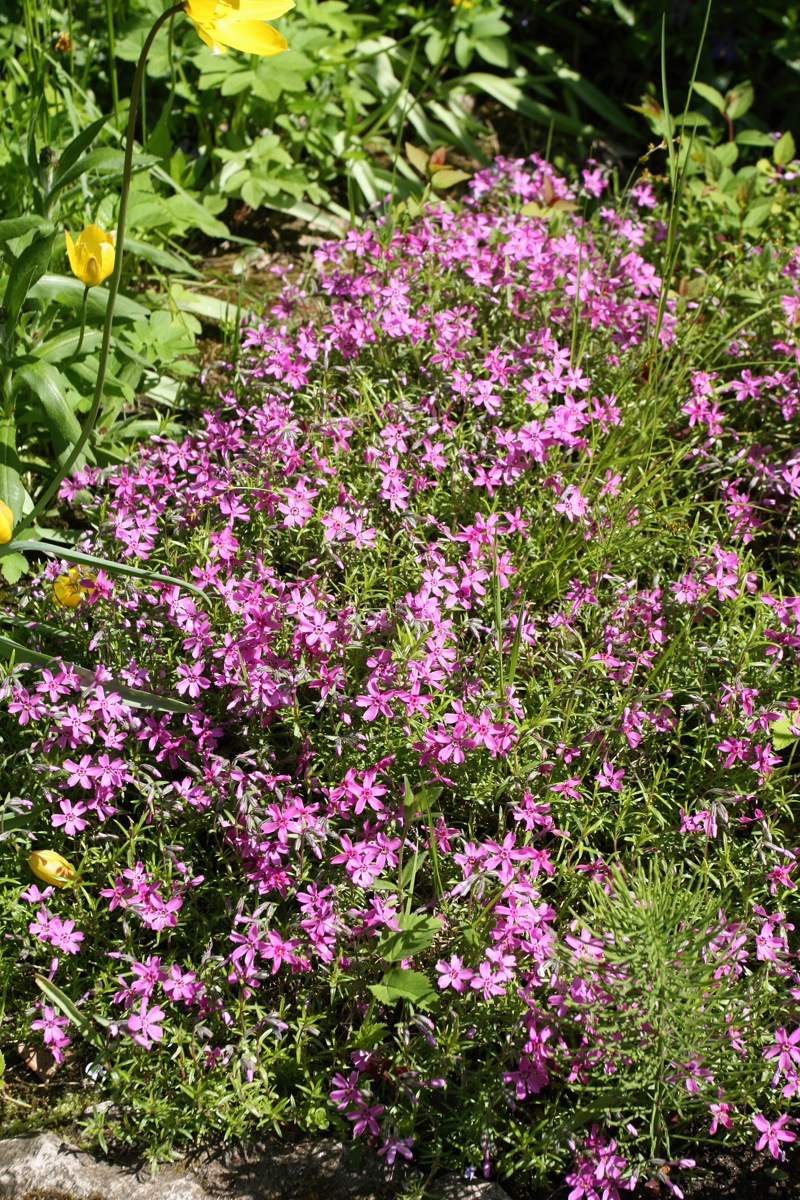 Image of Phlox subulata specimen.