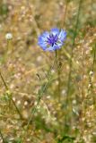 Centaurea cyanus