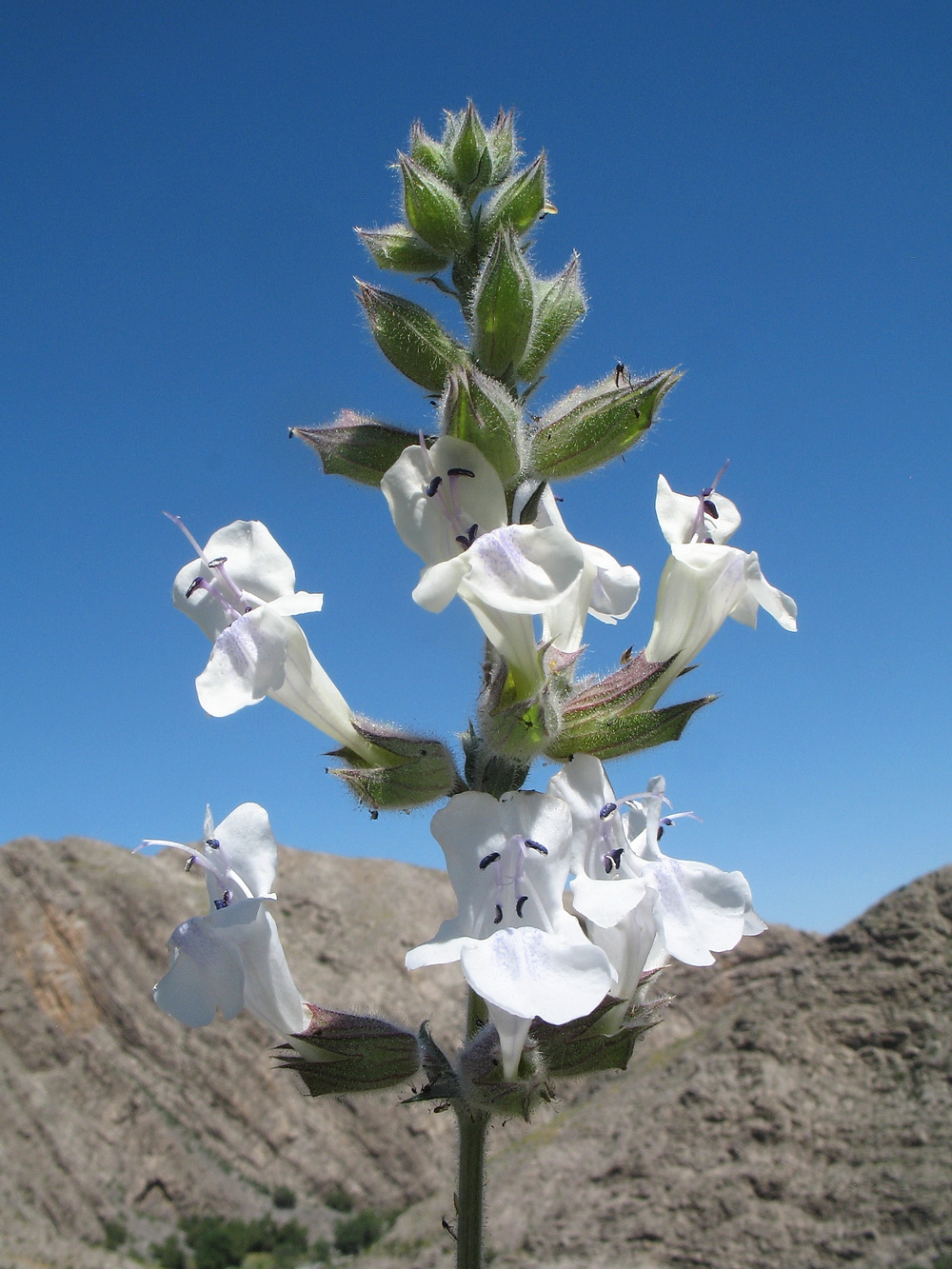 Image of Salvia trautvetteri specimen.