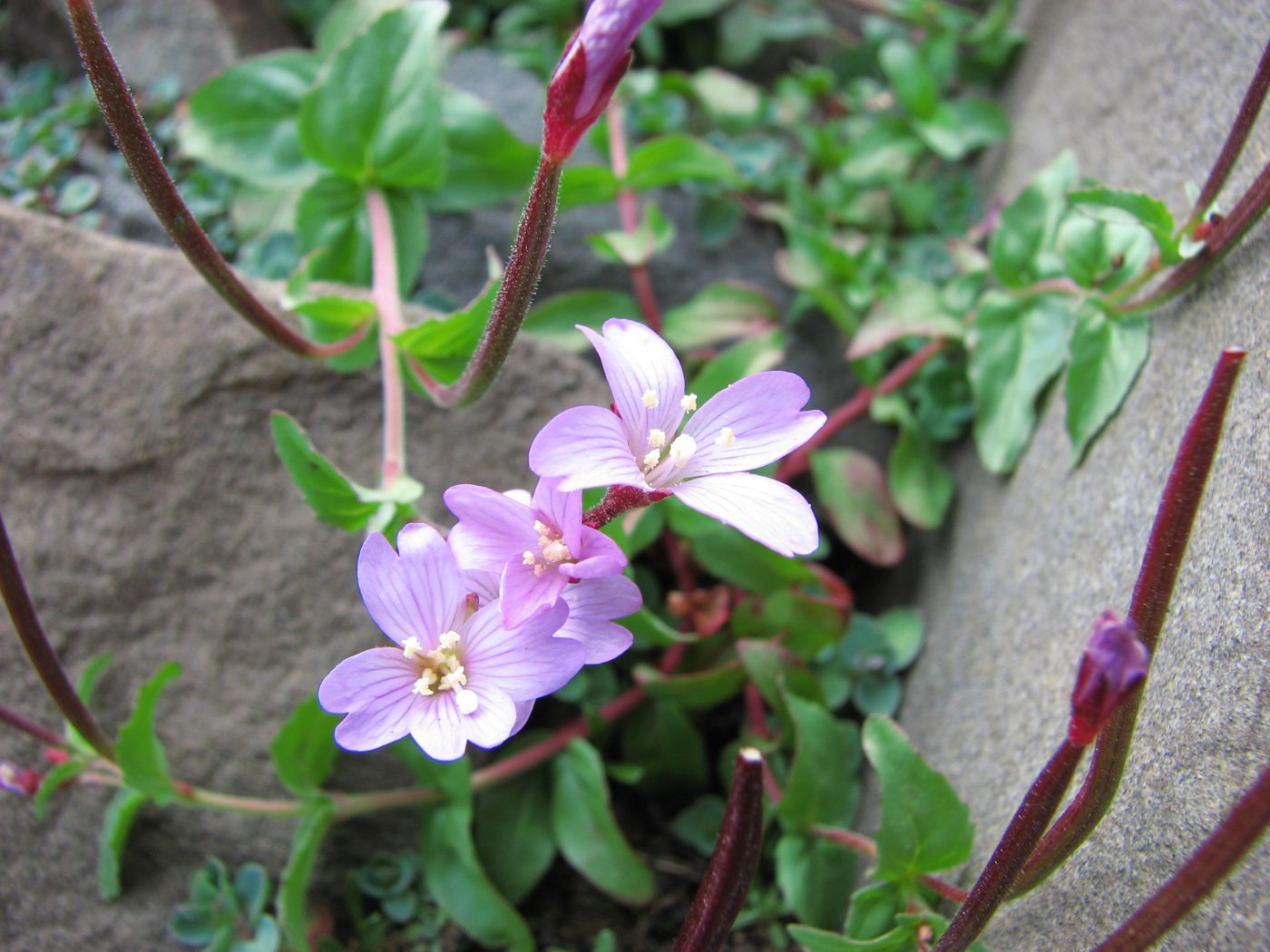 Image of Epilobium anagallidifolium specimen.