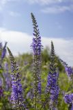 Veronica longifolia