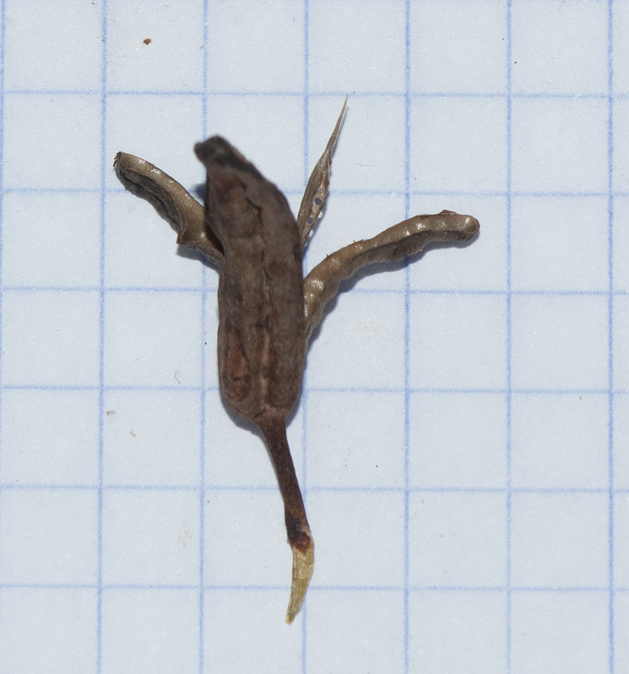 Image of Aristea ecklonii specimen.