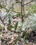 Erigeron acris ssp. botschantzevii
