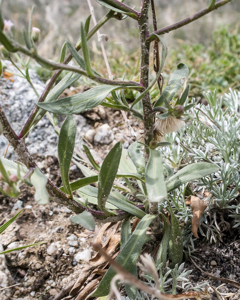 Image of Erigeron acris ssp. botschantzevii specimen.