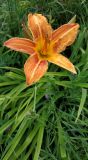 Hemerocallis fulva