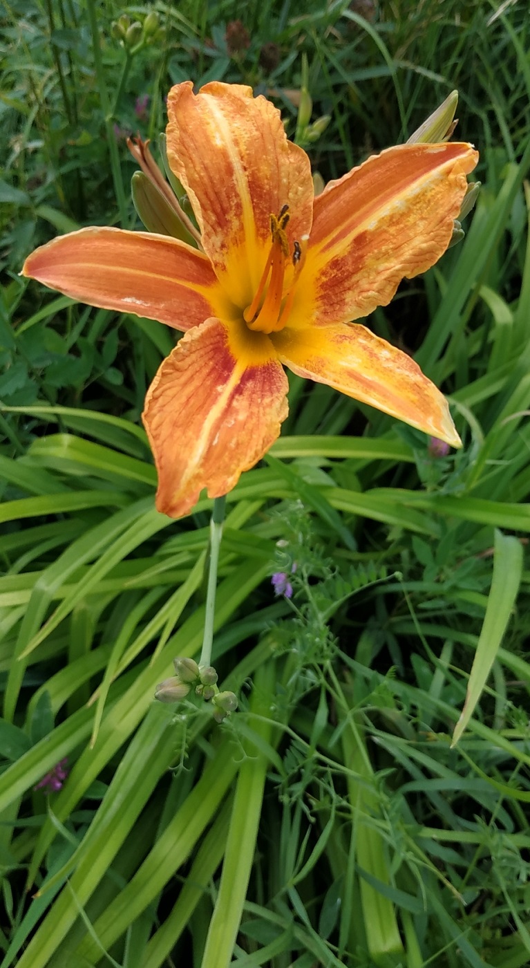 Изображение особи Hemerocallis fulva.