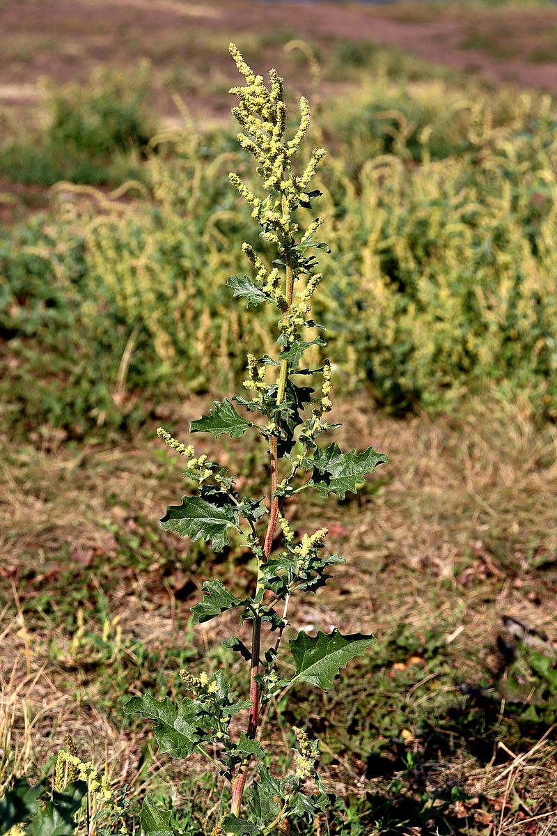 Изображение особи Atriplex tatarica.