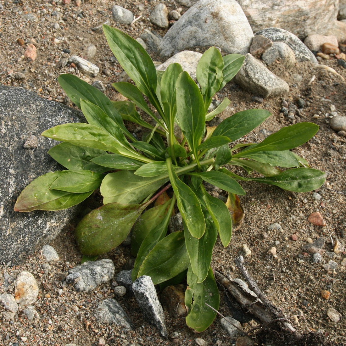 Изображение особи Tripolium pannonicum ssp. tripolium.