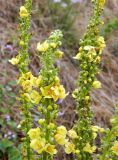 genus Verbascum. Соцветия. Бельгия, провинция Намюр, г. Динан. Август.