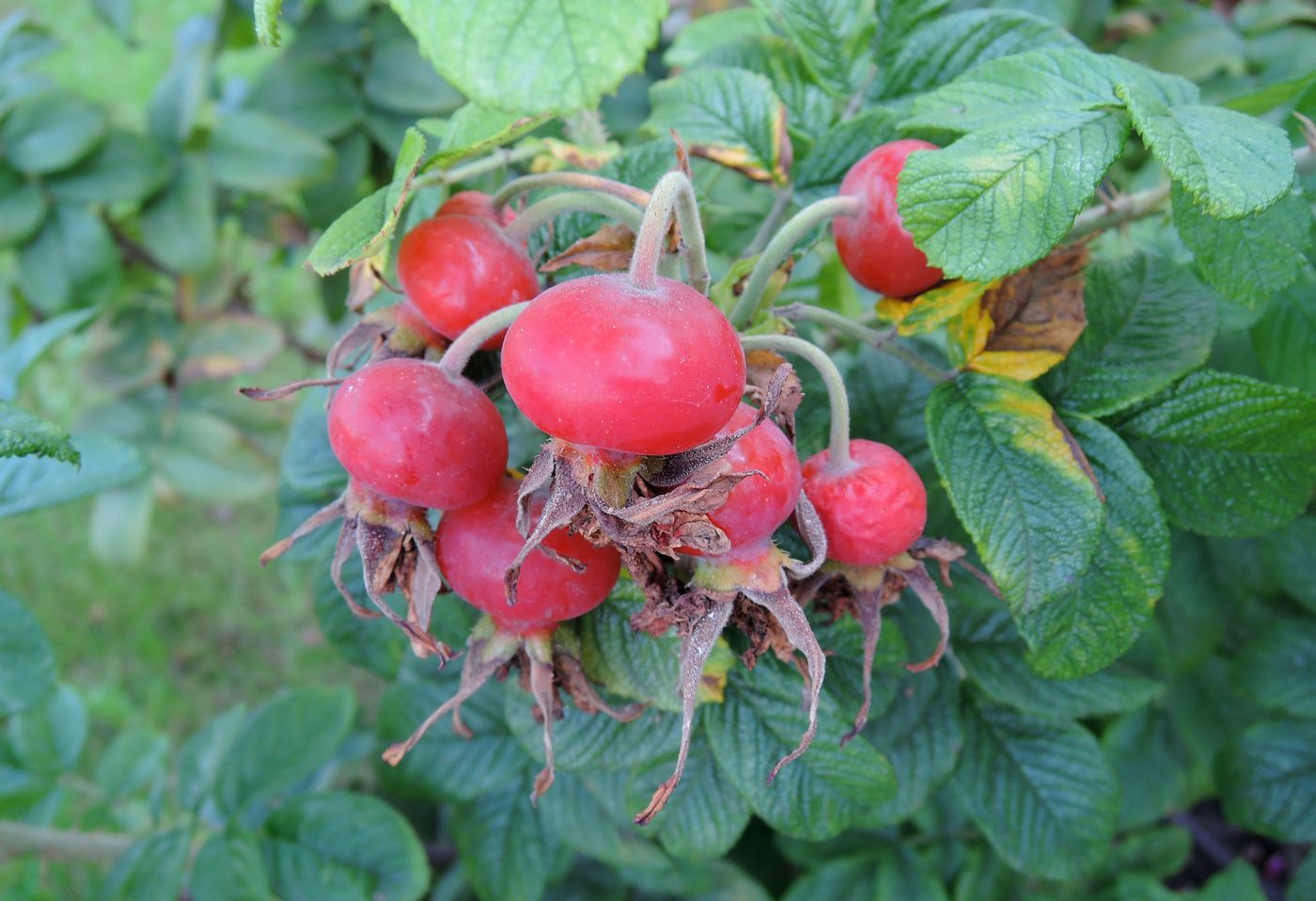Image of Rosa rugosa specimen.