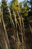 Calamagrostis arundinacea. Верхушки засыхающих плодоносящих побегов в осенней окраске. Республика Башкортостан, Белорецкий р-н, Абзаковский сельсовет, окр. горы Курташ, сосновый бор. 6 ноября 2021 г.