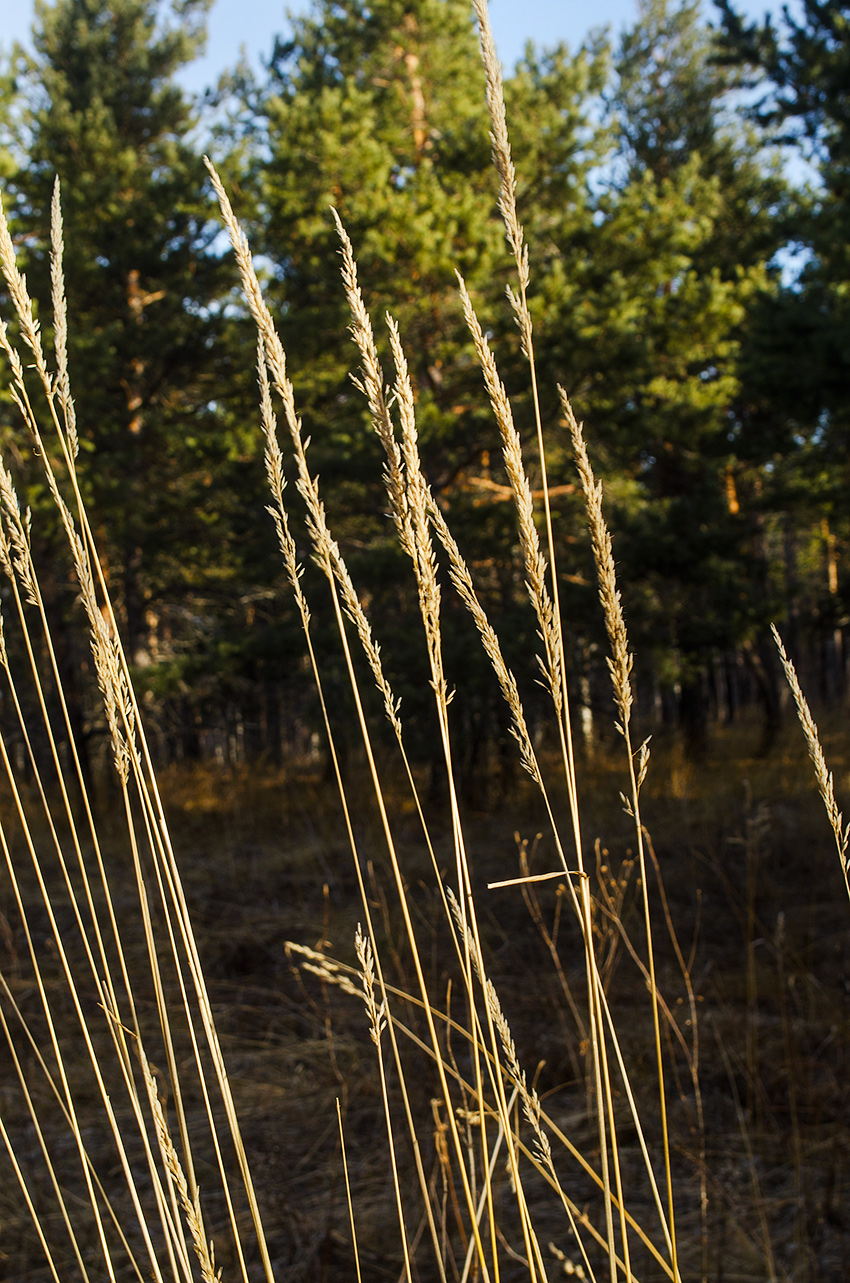 Изображение особи Calamagrostis arundinacea.