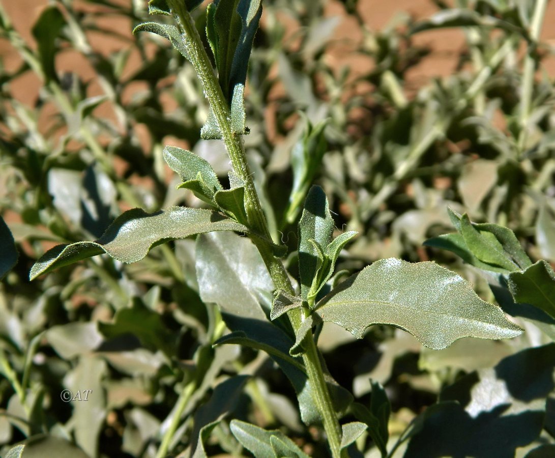 Image of class Magnoliopsida specimen.