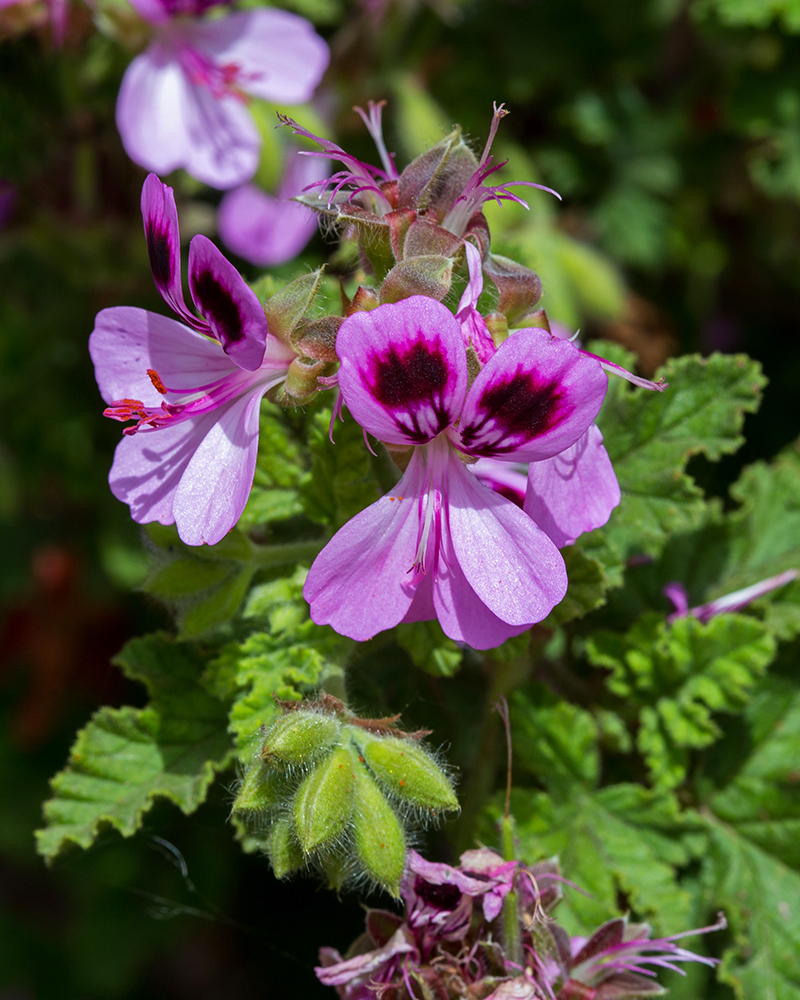 Изображение особи Pelargonium quercifolium.