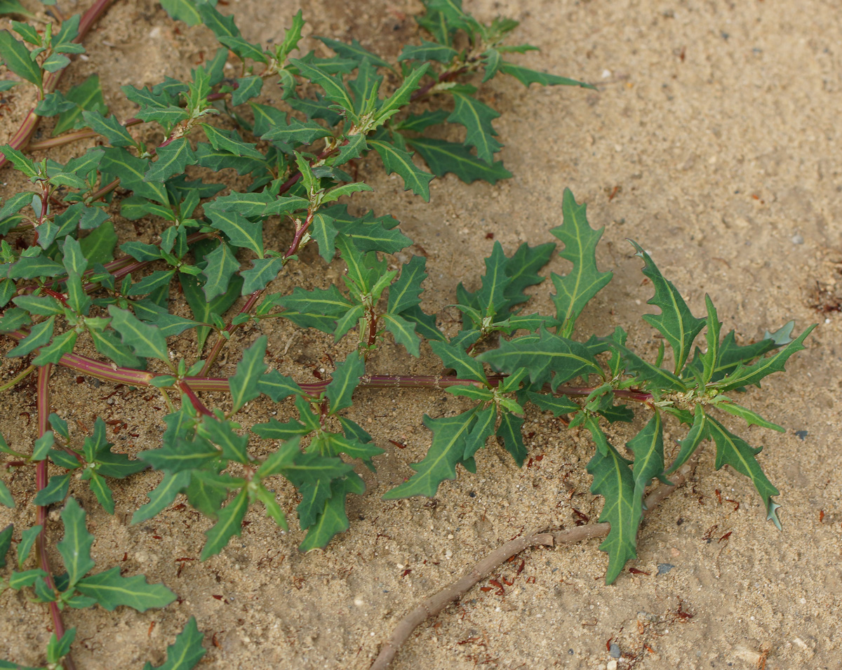 Image of Oxybasis glauca specimen.