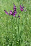 Gladiolus tenuis