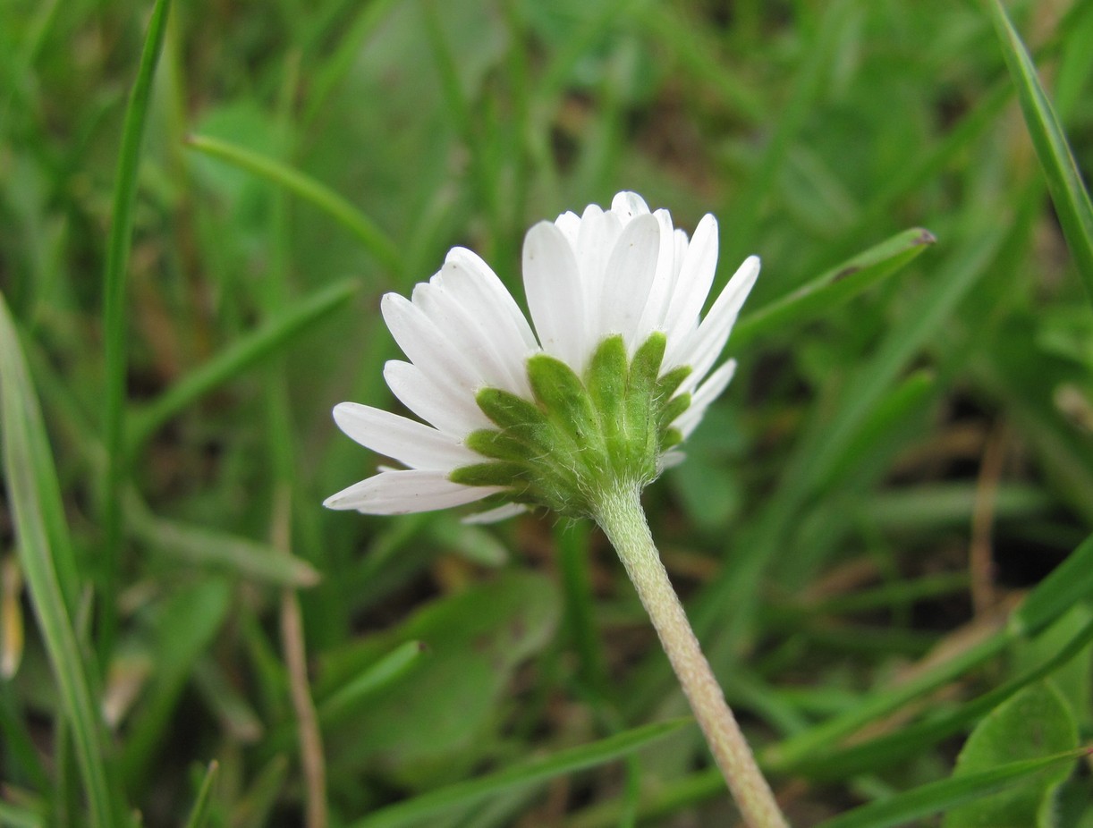 Image of Bellis perennis specimen.