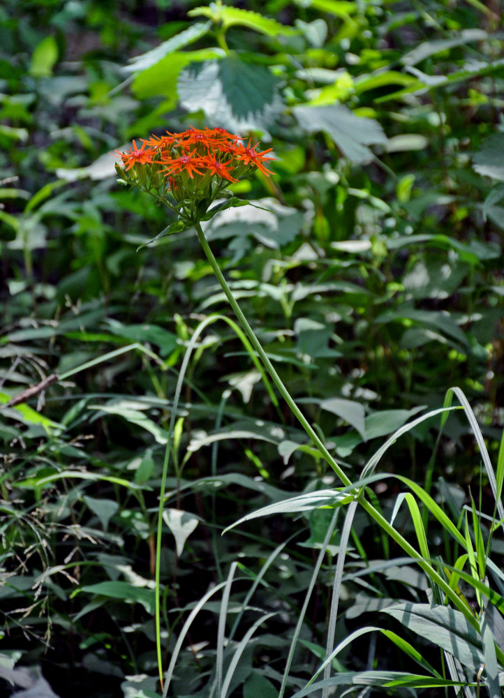 Image of Lychnis wilfordii specimen.