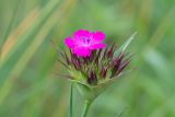 Dianthus capitatus