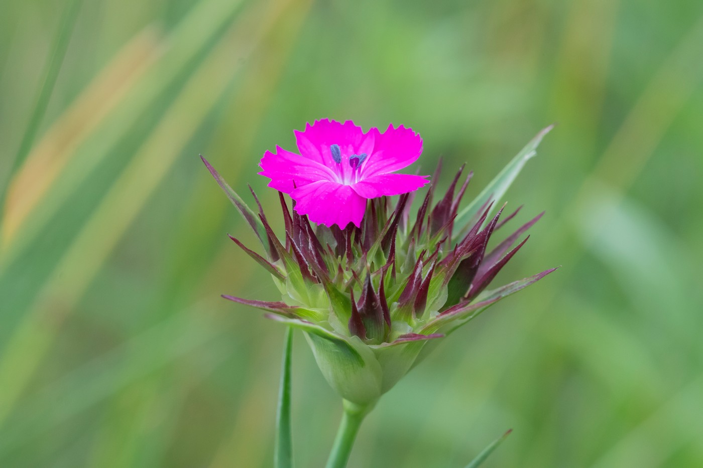 Изображение особи Dianthus capitatus.