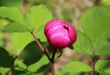 Paeonia obovata