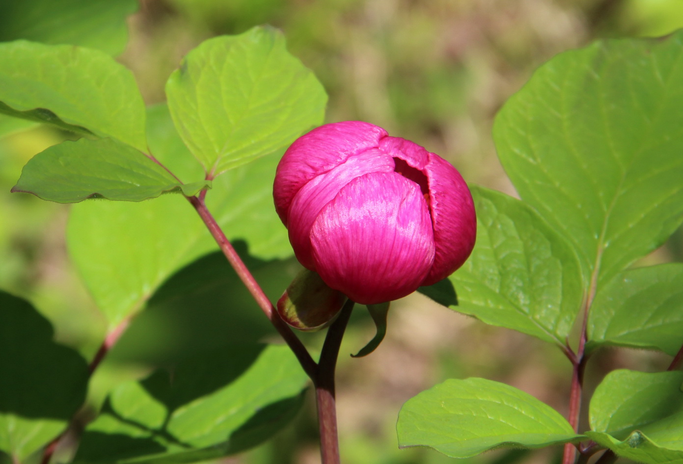 Image of Paeonia obovata specimen.