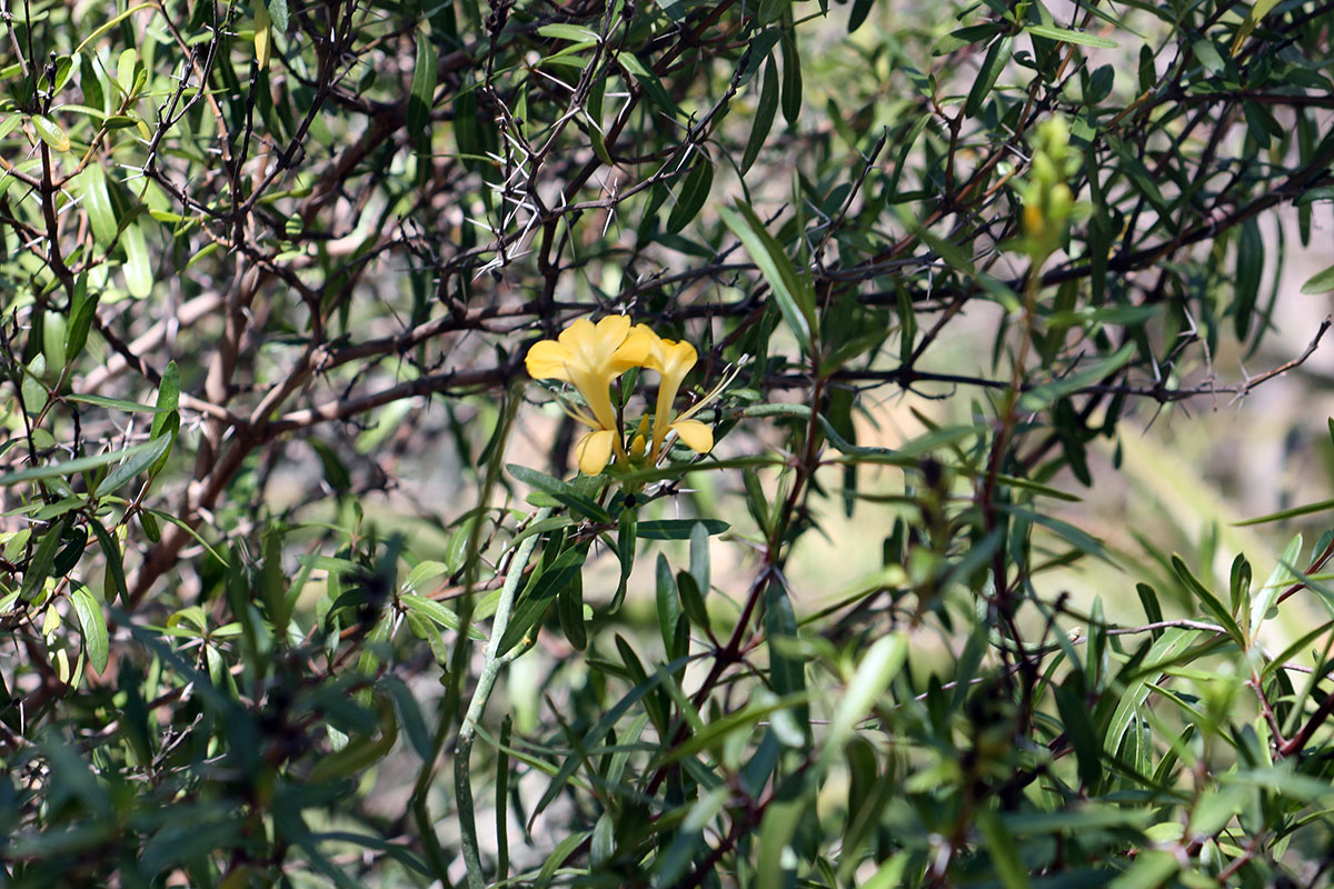 Image of Barleria lupulina specimen.