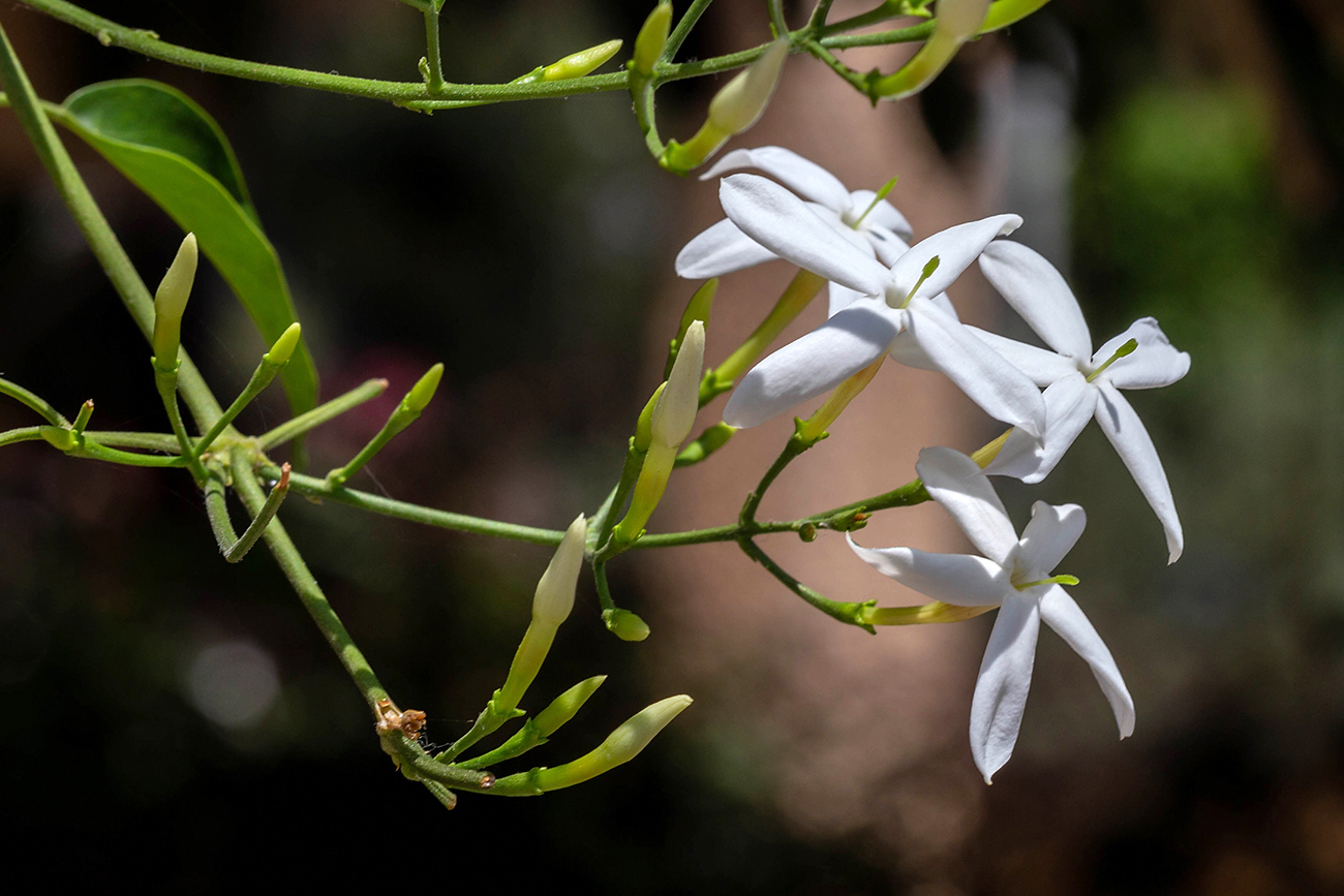 Изображение особи род Jasminum.