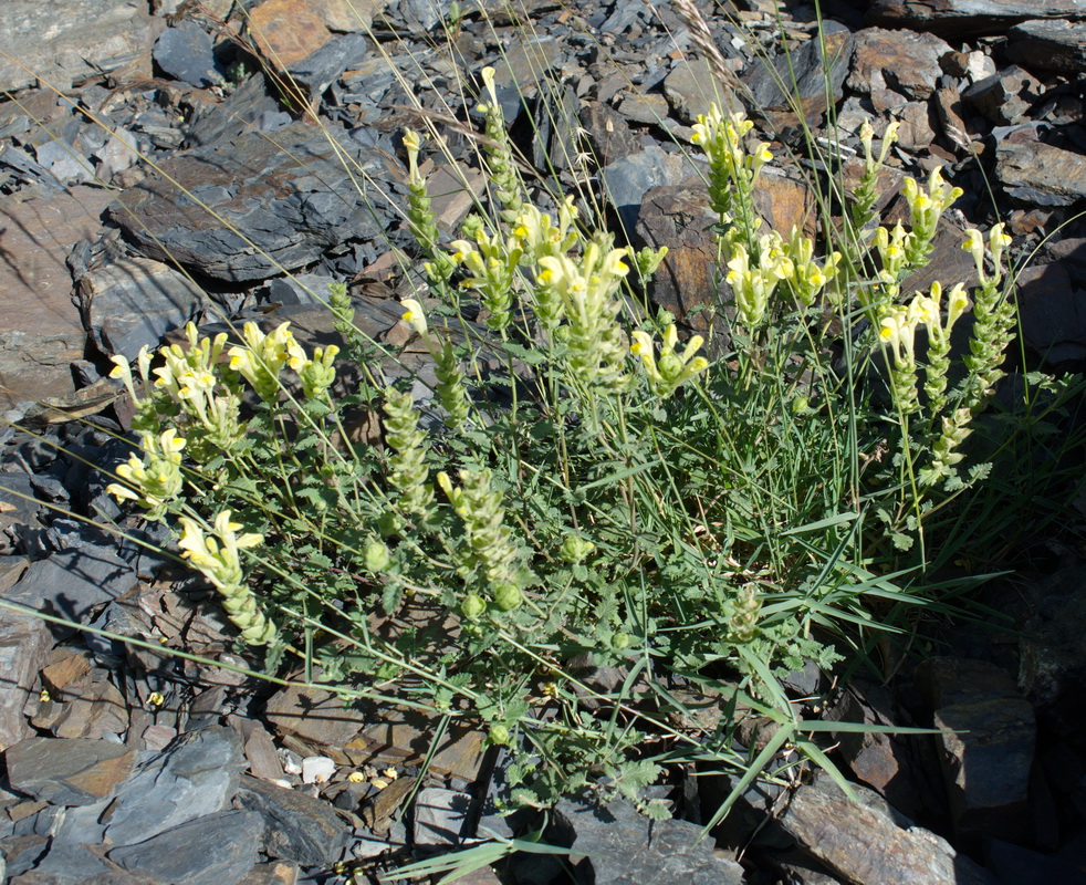 Image of genus Scutellaria specimen.