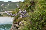 Campanula sarmatica