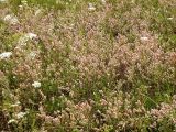 Trifolium arvense. Цветущие растения на лугу. Псковская обл., Себежский р-н, окр. с. Осыно. 27 августа 2007 г.