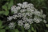 Thyselium palustre