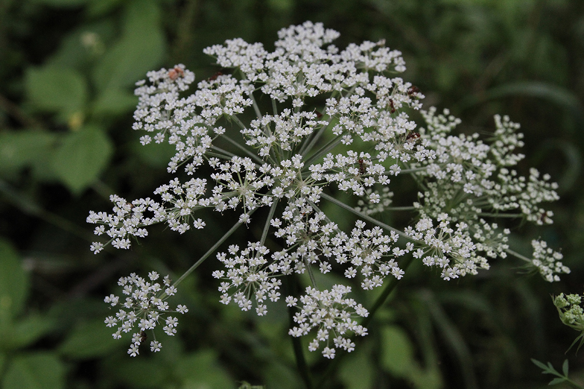 Изображение особи Thyselium palustre.