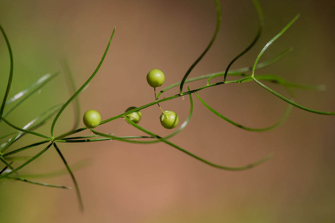 Изображение особи Asparagus verticillatus.