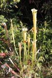 genus Sarracenia. Вегетирующее растение. Австралия, штат Тасмания, заповедник \"Arthur-Pieman\". 27.12.2010.