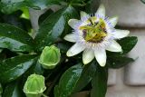 Passiflora caerulea. Бутоны и цветок на фоне листьев. Крым, Южный Берег, г. Алушта, в культуре. 13.07.2021.