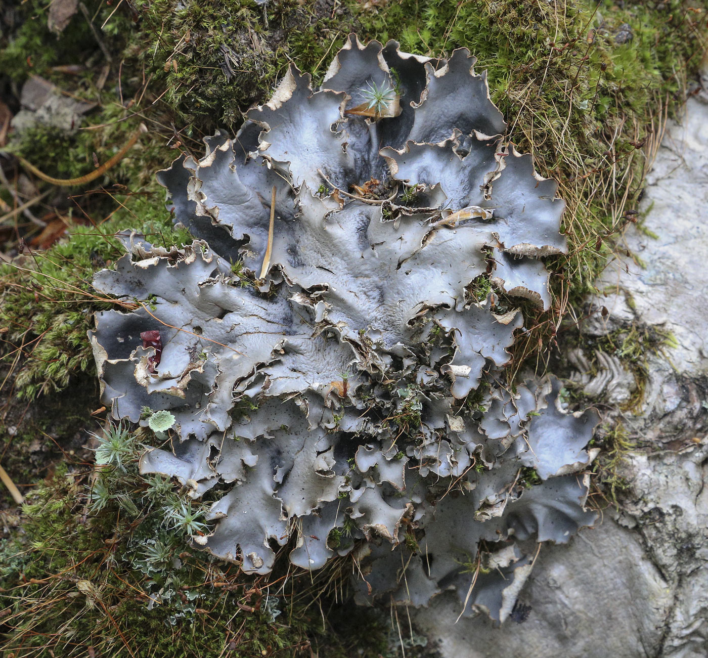 Image of genus Peltigera specimen.